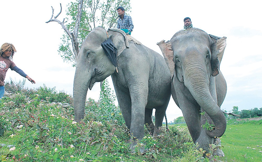 २८ वर्षपछि हात्ती काज फिर्ता