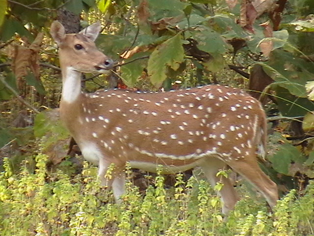 जरायो मारेर खानेलाई २५ हजार जरिवाना