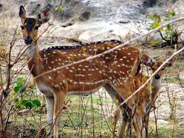 मृगको वच्चा गाउँ पसेपछि…