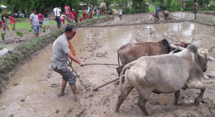 सुर्खेतमा पनि असार १५ मनाइयाे