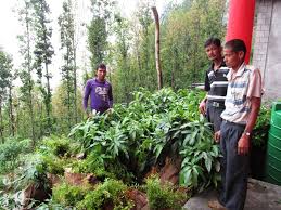 किसानहरुलाई फलफुलका विरुवा वितरण