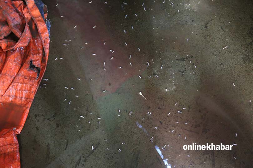 राजधानीको मासुपसलमा स्याउँस्याउँती किरा, बन्द गर्न मन्त्रीको निर्देशन