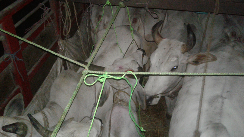 गोरु तस्करको अखडामा प्रशासनको छापा, १७१ गोरु र ८ ट्रक नियन्त्रणमा