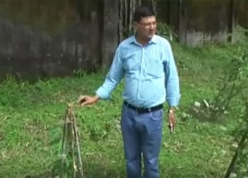 गीतको धुनमा नाच्छ यो विरुवा