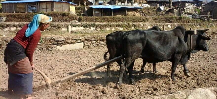 सशक्त बन्दै दाङका ग्रामिण महिलाहरु