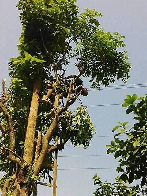 करेन्ट लागेर बृद्धको मृत्यू