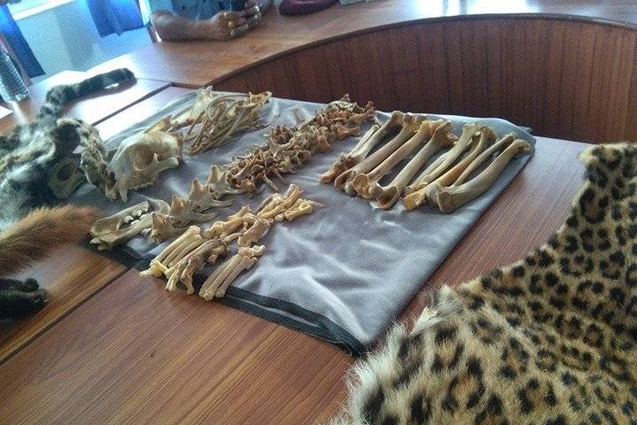 रेड पाण्डा र चितुवाको छालासहित सुर्खेतमा ३ जना पक्राउ