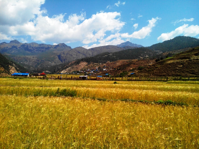 हिमपात नहुदाँ हिउँदे बालीको उत्पादनमा कमी आउने