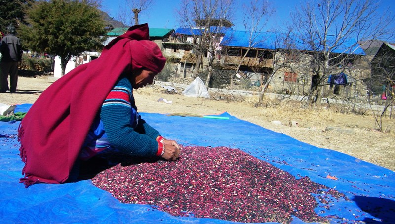 स्थानीय खाद्य बालीको संकलन गर्दै खाद्य संस्थान