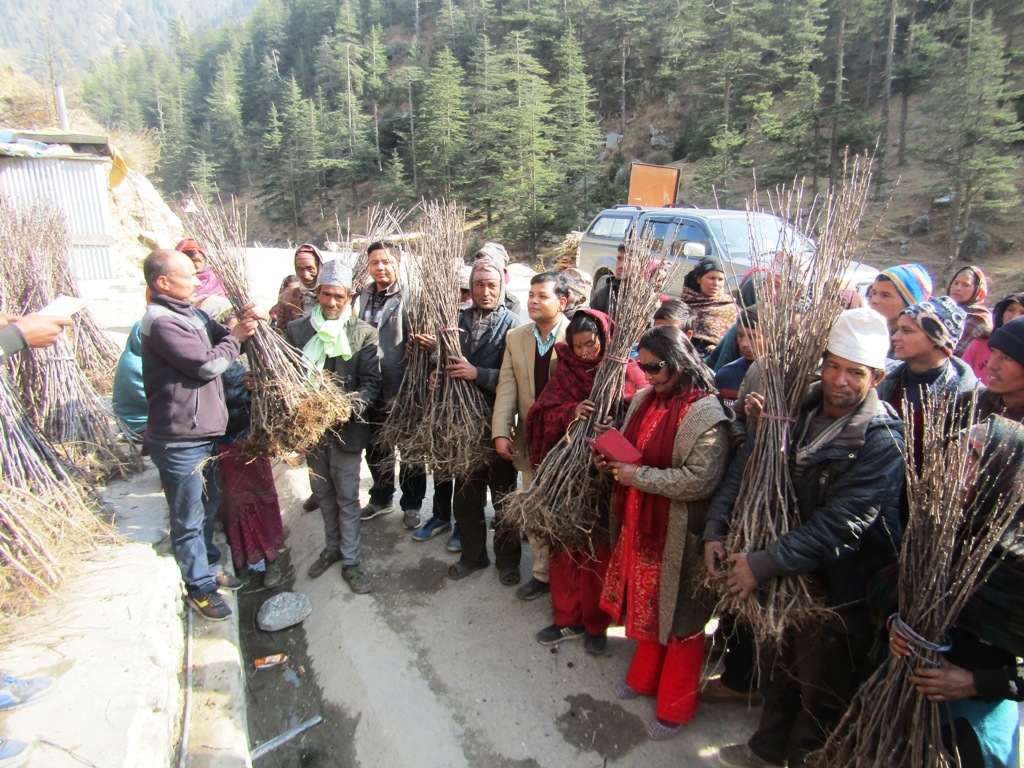 कालिकोटमा ४४ हजार स्याउका बिरुवा बितरण