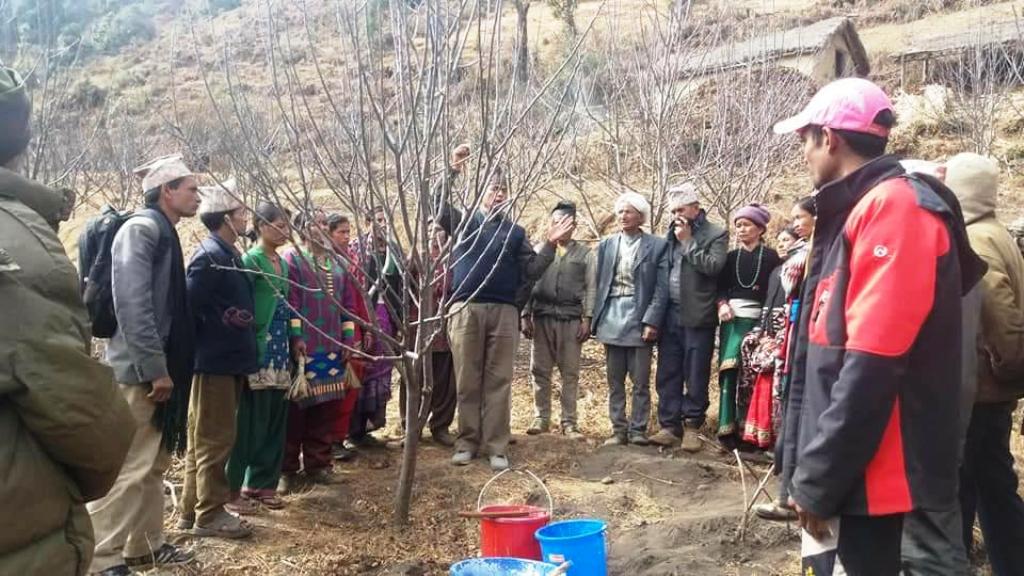 कालिकोटमा स्याउ बगैचा व्यवस्थापन अभियान