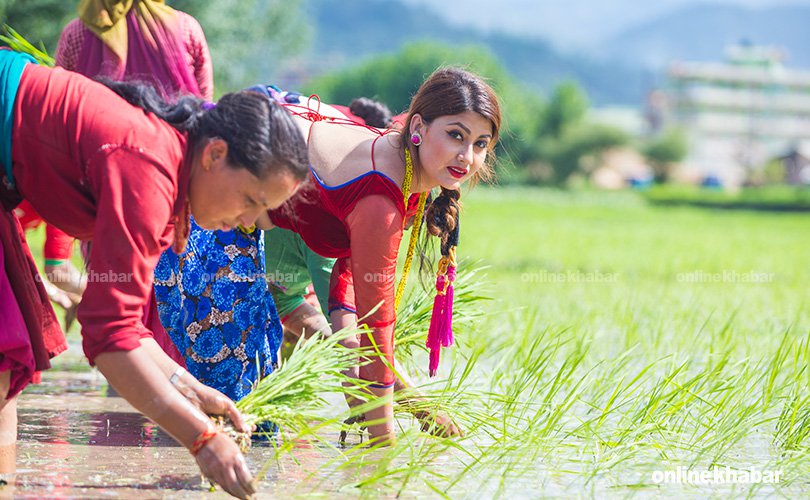 आज धान दिवस