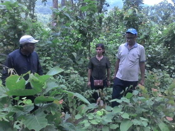 सामुदायिक बनबाट भएको आम्दानी सामाजिक विकासमा