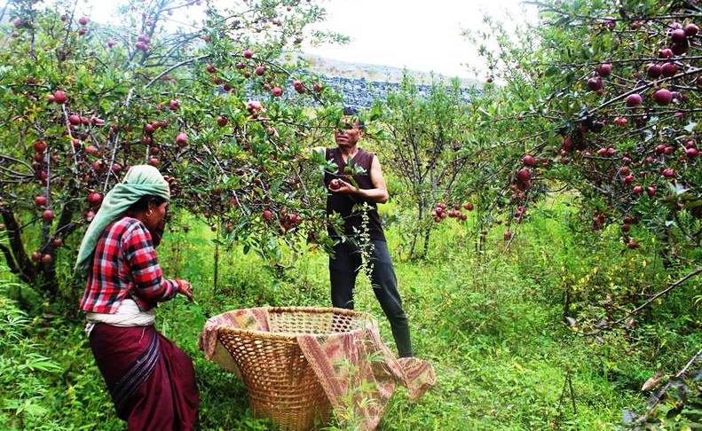 मूल्य राम्रो पाएपछि स्याउ किसान उत्साहित