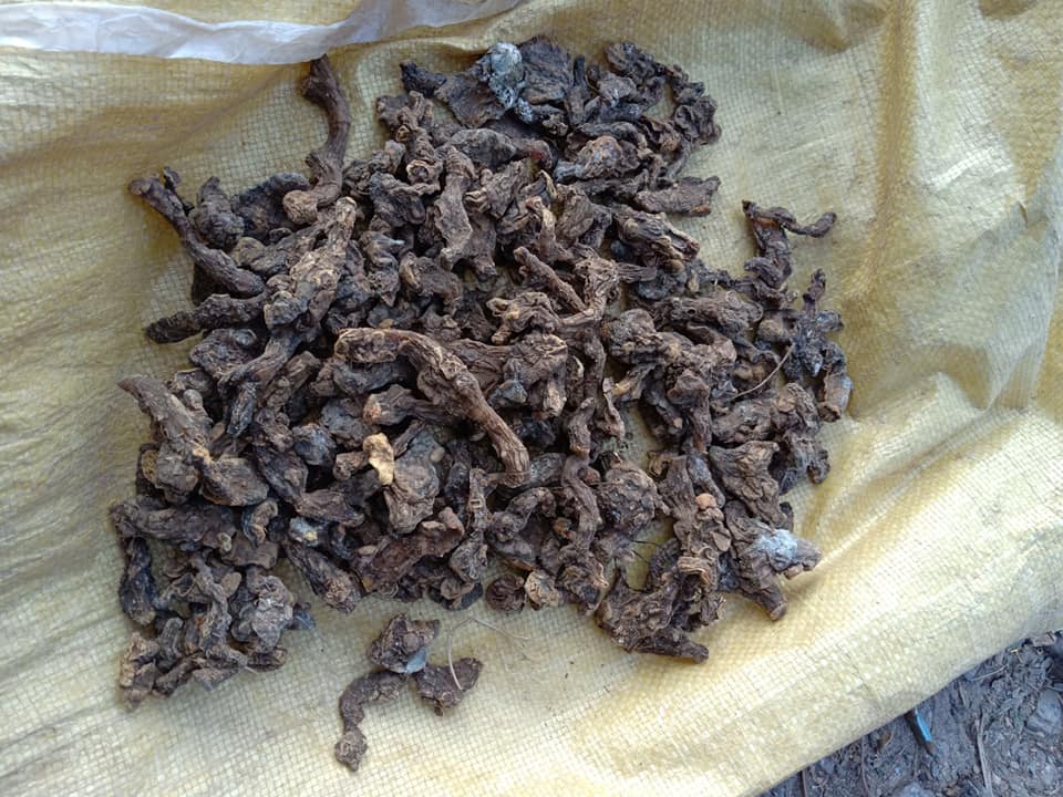 कालिकोटका जडिबुटी व्यापारी दोहोरो करको मारमा
