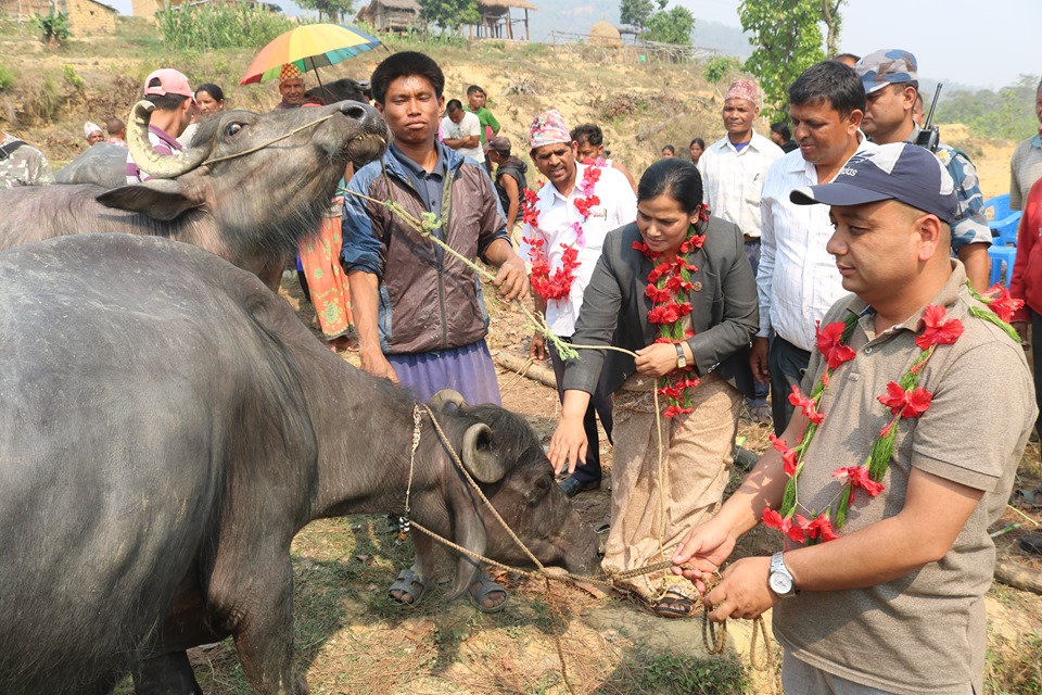 किसानलाई भैसी वितरण