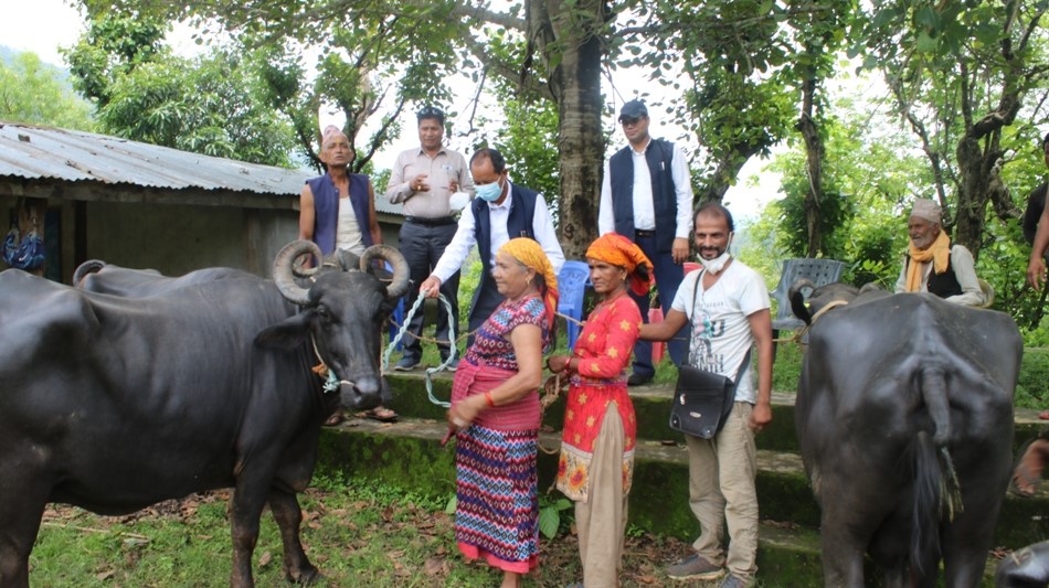 किसानलाई भैसी वितरण