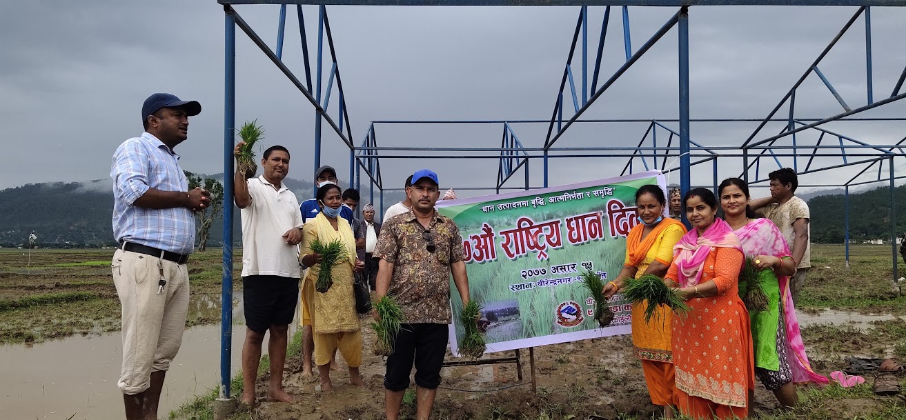 लाटीकोइलीमा धान दिवस मनाइयो (भिडियो सहित)
