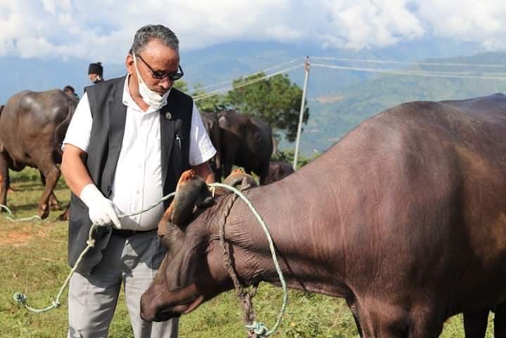 दैलेखका किसानहरुलाई सासद थापाद्धारा भैसी बितरण
