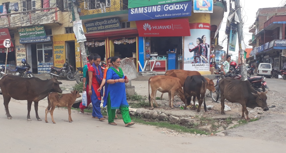 छाडा चौपाया व्यवस्थित गर्न अदालतमा रिट