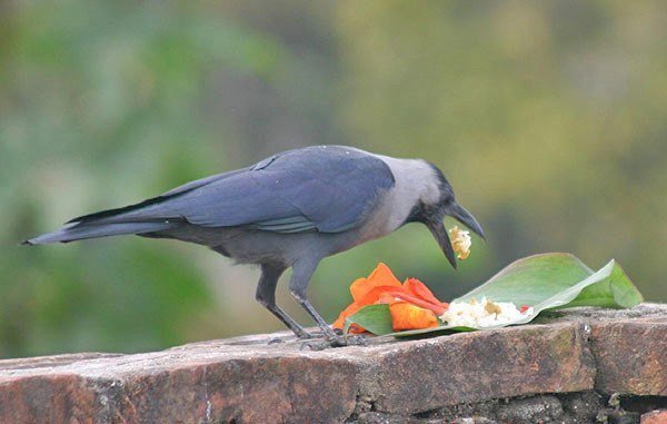 यसबर्षको तिहार शुरू, आज काग तिहार