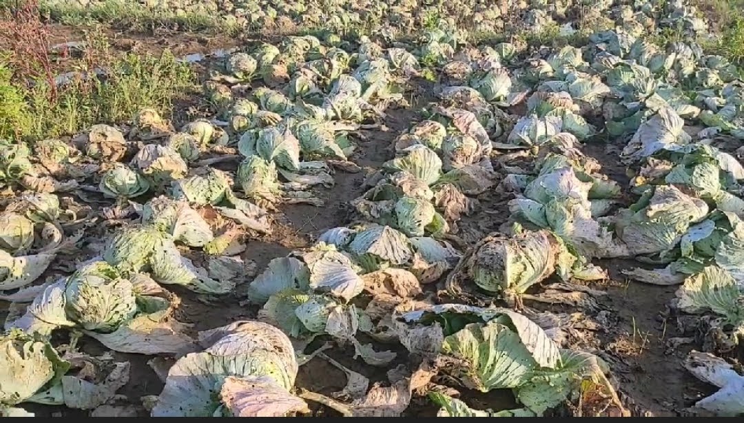 लाखौंको तरकारी बारी मै कुहियो सरकार भन्छ विमा गरेको भए हुन्थ्यो (भिडियोसहित)