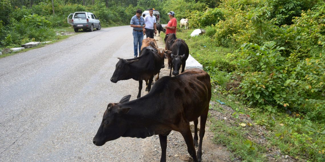 अनुदानमा अनियमितता: छाडा चौपाया सडकमै, गोठमा उन्नत जातका गाई-भैंसी