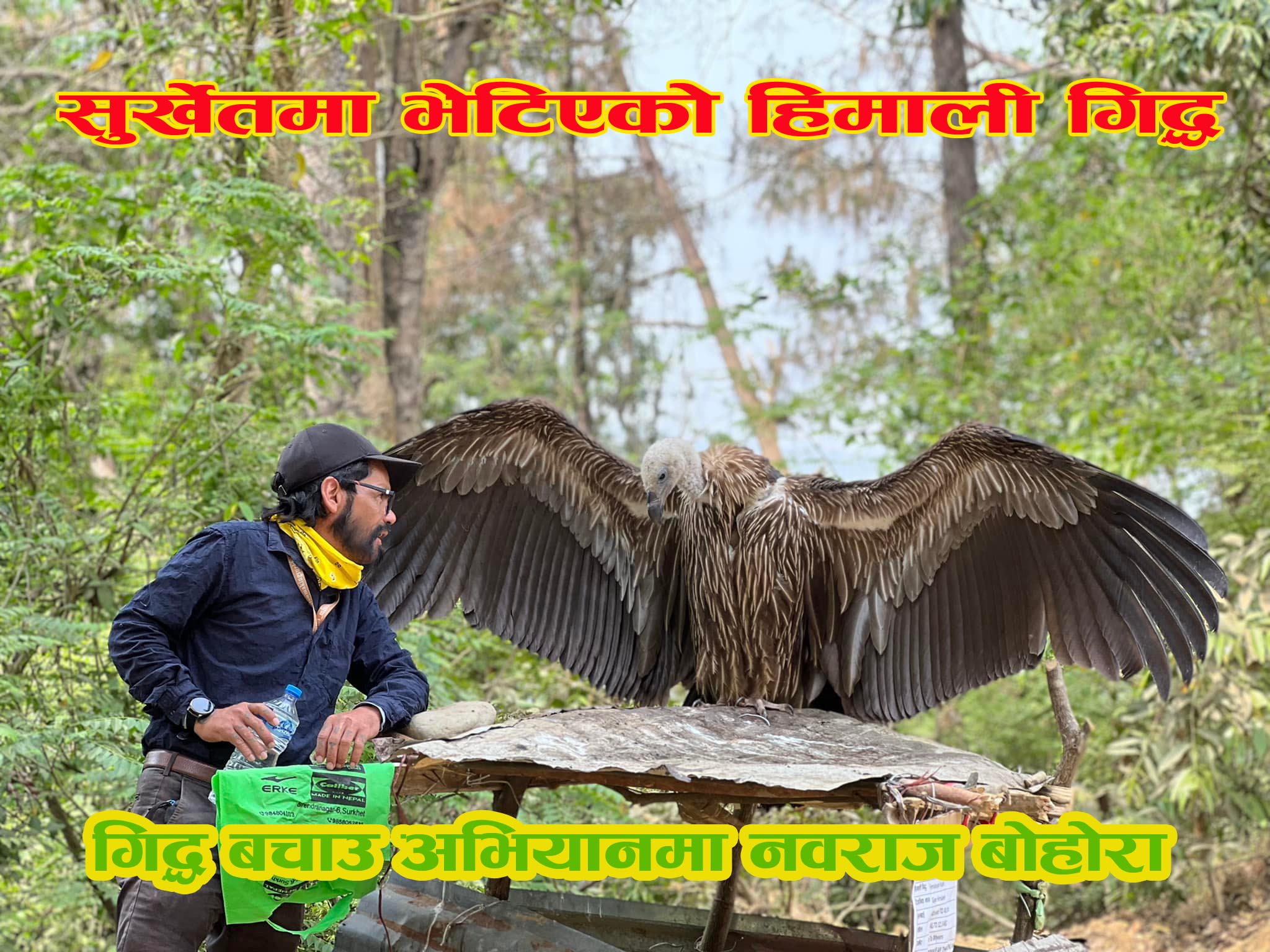 काँक्रेविहारमा संरक्षित हिमाली गिद्ध कावासोती लगियो (भिडियोसहित)