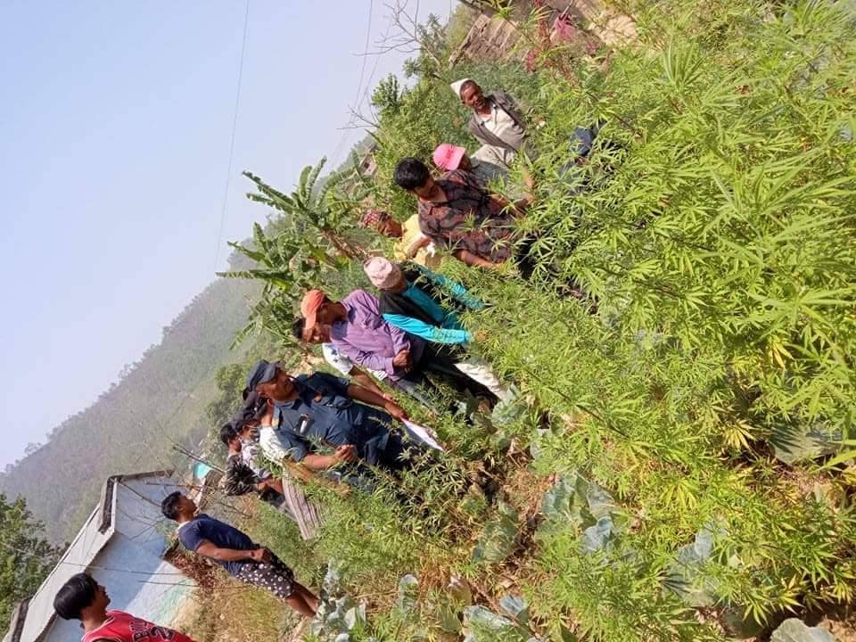 गाँजा खेती नष्ट गरियो
